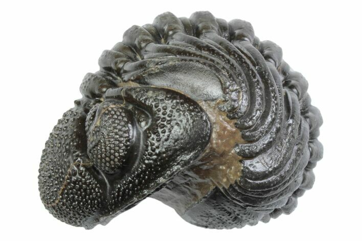 Wide, Bumpy Enrolled Morocops Trilobite - Morocco #383418